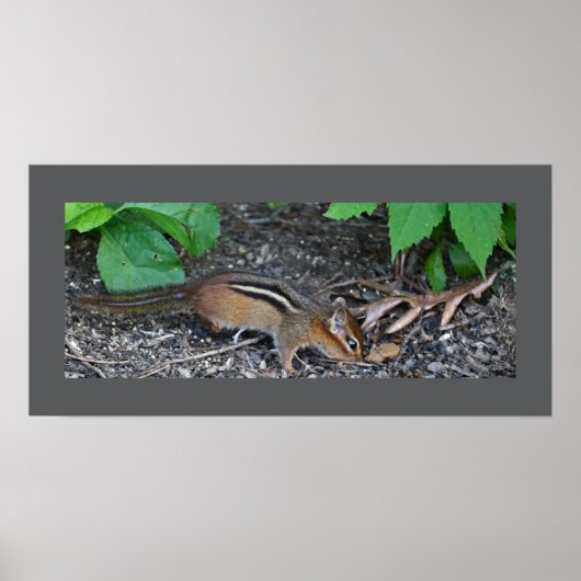 Poster photo Chipmunk (Devant)