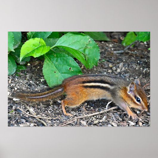 Poster photo Chipmunk (Devant)