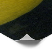 Poster Photo citron (Coin)