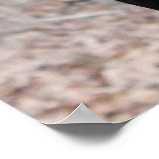 Poster Photo classique Doberman (Coin)