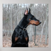 Poster Photo classique Doberman (Devant)