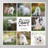 Poster Photo Collage de photos de chiens d'animaux de com (Devant)