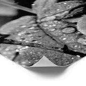 Poster Photo couleur sélective Rose bleu (Coin)