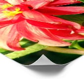Poster photo Dahlias / Imprimer (Coin)
