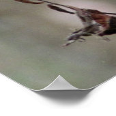 Poster Photo Daisy (Coin)