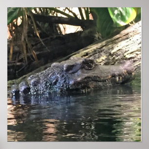 Poster Photo d'alligator