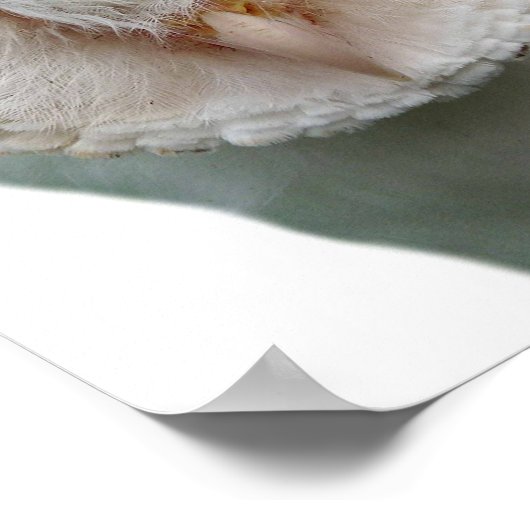 Poster Photo d'animal sauvage hibou cache-cache chambre d (Coin)