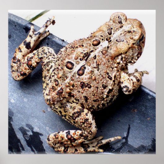 Poster Photo d'animaux de crapaud de grenouille (Devant)