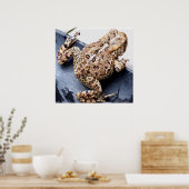Poster Photo d'animaux de crapaud de grenouille (Cuisine)