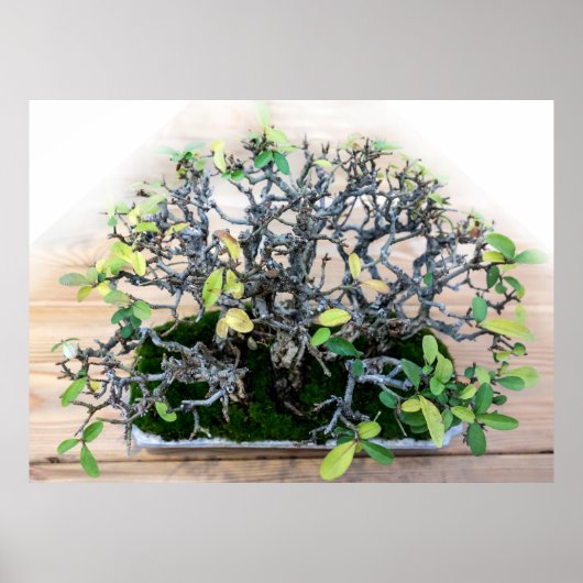 Poster Photo d'arbre de bonsaï japonais (Devant)