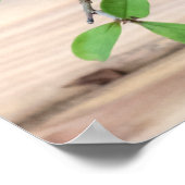 Poster Photo d'arbre de bonsaï japonais (Coin)