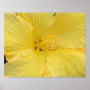 Poster Photo d'art fine d'Hibiscus jaune hawaïen