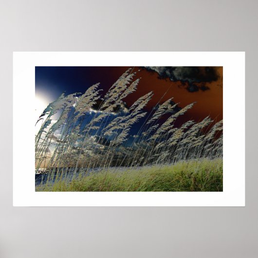 Poster Photo d'avoine marine solaire sur la plage de flor (Devant)