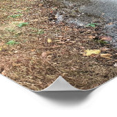 Poster photo de Autumn Creek (Coin)