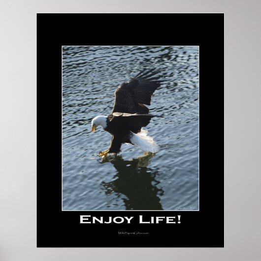 Poster photo de Bald Eagle (Devant)