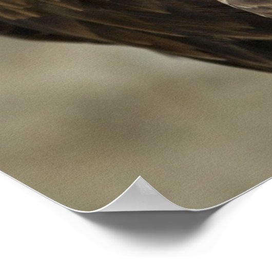 Poster Photo de Bald Eagle (Coin)