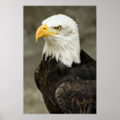 Poster Photo de Bald Eagle (Devant)