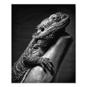Poster photo de Beared Dragon