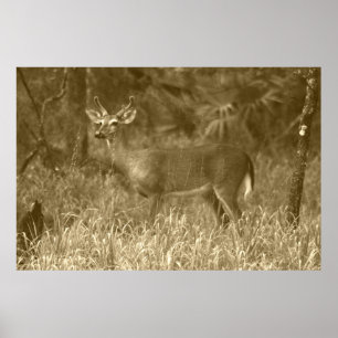 Poster photo de Buck Deer