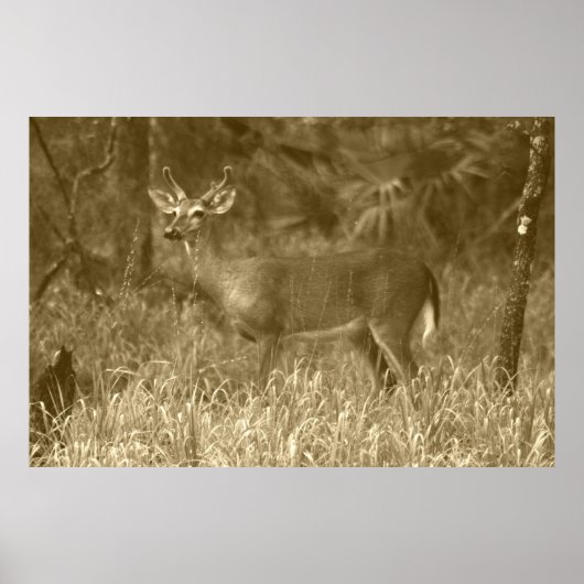 Poster photo de Buck Deer (Devant)