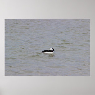 Poster photo de Bufflehead Duck
