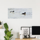 Poster photo de Bufflehead Ducks (Bureau à domicile)