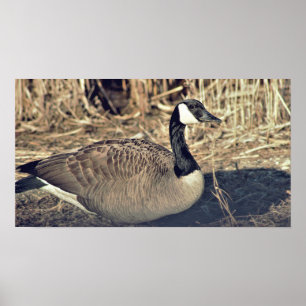 Poster Photo de Canada Goose