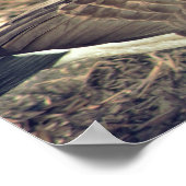 Poster Photo de Canada Goose (Coin)