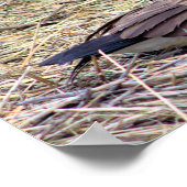 Poster Photo de Canada Goose (Coin)