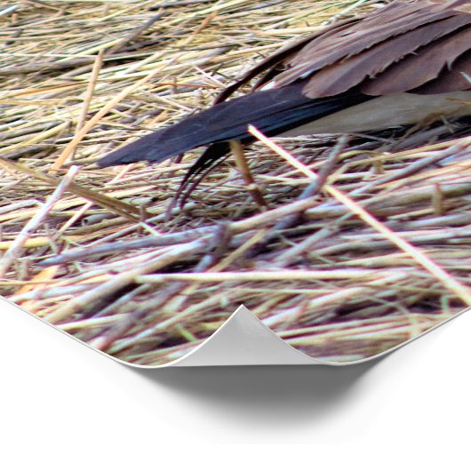 Poster Photo de Canada Goose (Coin)