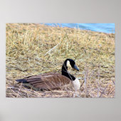 Poster Photo de Canada Goose (Devant)