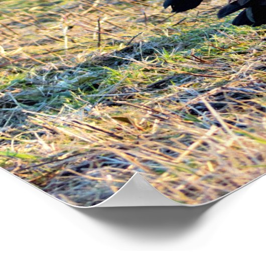 Poster Photo de Canada Oies (Coin)