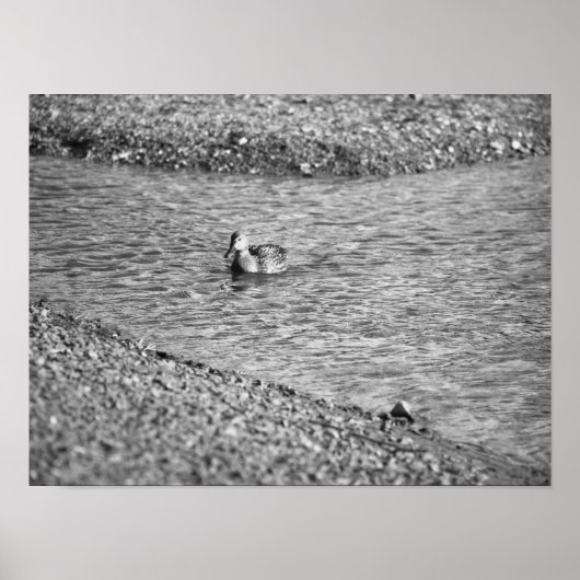 Poster photo de canard (Devant)