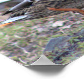 Poster photo de canard (Coin)
