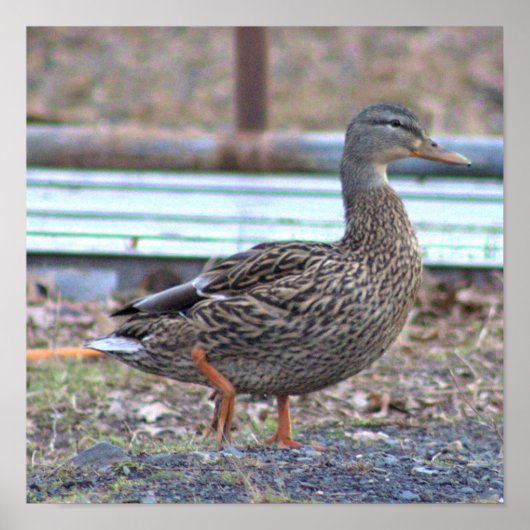 Poster photo de canard (Devant)