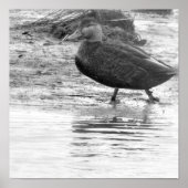 Poster photo de canard (Devant)