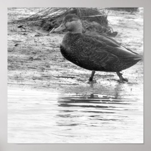 Poster photo de canard (Devant)