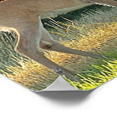 Poster Photo de cerf (Coin)