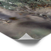 Poster Photo de cerf de Mule,4 (Coin)