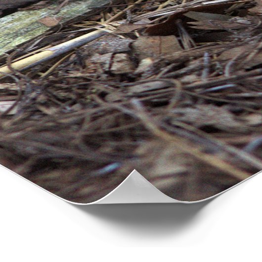 Poster photo de champignons (Coin)