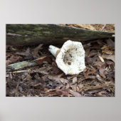 Poster photo de champignons (Devant)