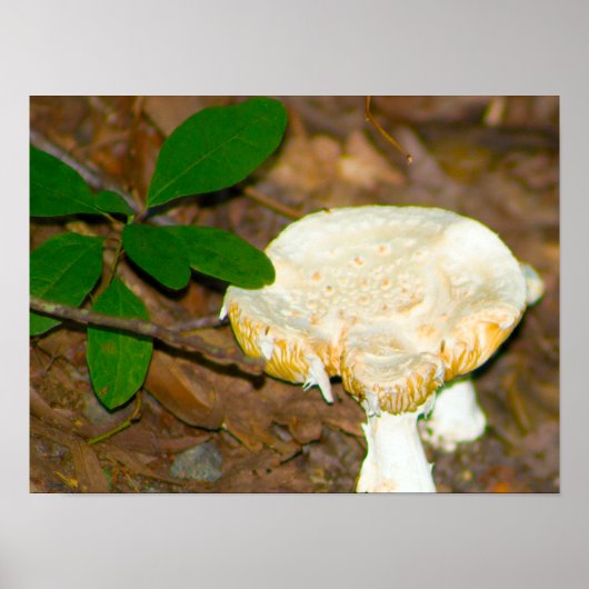 Poster photo de champignons (Devant)