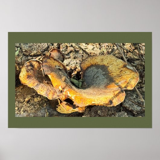 Poster photo de champignons (Devant)