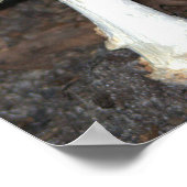 Poster photo de champignons (Coin)
