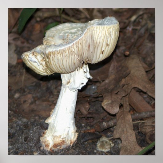 Poster photo de champignons (Devant)