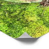 Poster photo de champignons et de mousse (Coin)