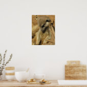 Poster Photo de charme d'une Meerkat (Cuisine)