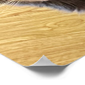 Poster photo de chat (Coin)