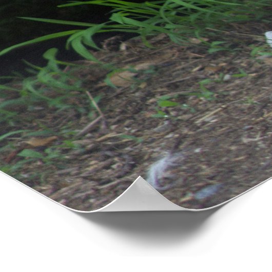 Poster photo de chat (Coin)