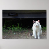 Poster photo de chat (Devant)